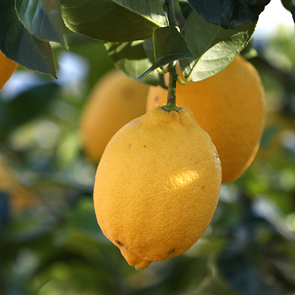 Tart au fromage I love you message Korean 9ps